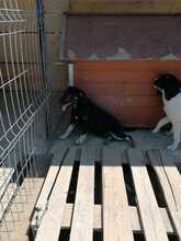 ERIK, Hund, Mischlingshund in Rumänien - Bild 29