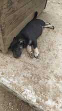 ERIK, Hund, Mischlingshund in Rumänien - Bild 32
