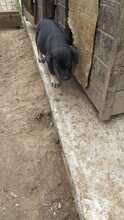 ERIK, Hund, Mischlingshund in Rumänien - Bild 36