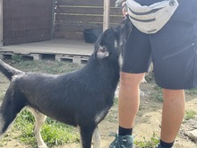 ERIK, Hund, Mischlingshund in Rumänien - Bild 4