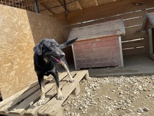 ERIK, Hund, Mischlingshund in Rumänien - Bild 41