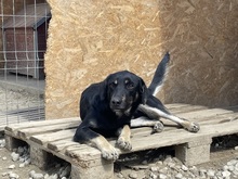 ERIK, Hund, Mischlingshund in Rumänien - Bild 42