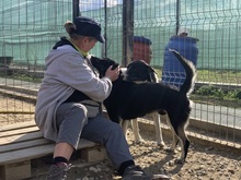 ERIK, Hund, Mischlingshund in Rumänien - Bild 45