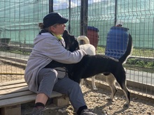 ERIK, Hund, Mischlingshund in Rumänien - Bild 46