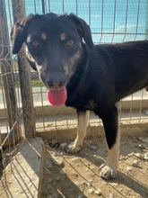 ERIK, Hund, Mischlingshund in Rumänien - Bild 48