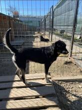 ERIK, Hund, Mischlingshund in Rumänien - Bild 49
