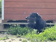 ERIK, Hund, Mischlingshund in Rumänien - Bild 5