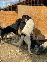 ERIK, Hund, Mischlingshund in Rumänien - Bild 54