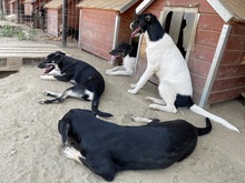 ESRA, Hund, Mischlingshund in Idstein - Bild 32