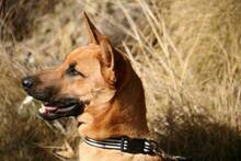ICARO, Hund, Deutscher Schäferhund-Malinois-Mix in Spanien - Bild 5