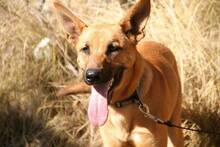 ICARO, Hund, Deutscher Schäferhund-Malinois-Mix in Spanien - Bild 6