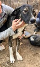 TAYLER, Hund, Mischlingshund in Rumänien - Bild 10