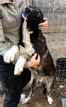 TAYLER, Hund, Mischlingshund in Rumänien - Bild 11