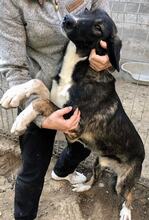 TAYLER, Hund, Mischlingshund in Rumänien - Bild 13