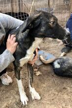 TAYLER, Hund, Mischlingshund in Rumänien - Bild 14