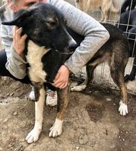 TAYLER, Hund, Mischlingshund in Rumänien - Bild 15