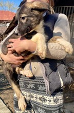 TAYLER, Hund, Mischlingshund in Rumänien - Bild 18