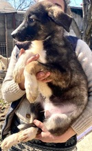 TAYLER, Hund, Mischlingshund in Rumänien - Bild 19