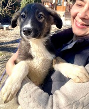 TAYLER, Hund, Mischlingshund in Rumänien - Bild 21