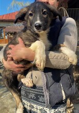 TAYLER, Hund, Mischlingshund in Rumänien - Bild 22
