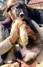 TAYLER, Hund, Mischlingshund in Rumänien - Bild 23
