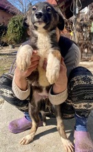 TAYLER, Hund, Mischlingshund in Rumänien - Bild 24