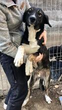 TAYLER, Hund, Mischlingshund in Rumänien - Bild 3