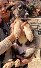 TAYLER, Hund, Mischlingshund in Rumänien - Bild 30