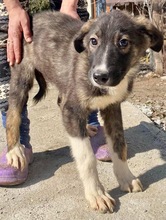 TAYLER, Hund, Mischlingshund in Rumänien - Bild 31