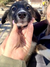 TAYLER, Hund, Mischlingshund in Rumänien - Bild 32