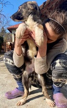 TAYLER, Hund, Mischlingshund in Rumänien - Bild 34