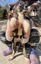 TAYLER, Hund, Mischlingshund in Rumänien - Bild 35