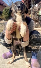 TAYLER, Hund, Mischlingshund in Rumänien - Bild 36