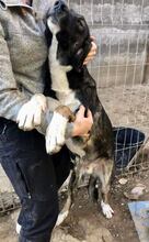 TAYLER, Hund, Mischlingshund in Rumänien - Bild 4