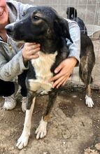 TAYLER, Hund, Mischlingshund in Rumänien - Bild 6