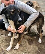 TAYLER, Hund, Mischlingshund in Rumänien - Bild 9