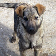 KENJI, Hund, Mischlingshund in Bulgarien - Bild 1