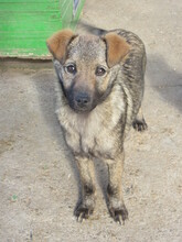 KENJI, Hund, Mischlingshund in Bulgarien - Bild 3