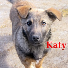 KATY, Hund, Mischlingshund in Bulgarien - Bild 1
