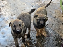 KATY, Hund, Mischlingshund in Bulgarien - Bild 4