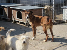 CANDY, Hund, Mischlingshund in Belgien - Bild 4