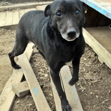 ALFI, Hund, Mischlingshund in Bulgarien - Bild 5