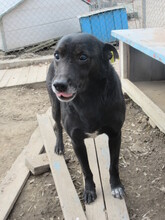 ALFI, Hund, Mischlingshund in Bulgarien - Bild 6