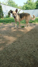 LISIE, Hund, Mischlingshund in Bulgarien - Bild 2