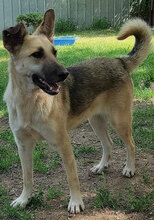 LISIE, Hund, Mischlingshund in Bulgarien - Bild 3