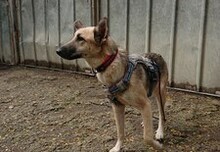 LISIE, Hund, Mischlingshund in Bulgarien - Bild 5