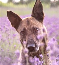VENEZIA, Hund, Deutscher Schäferhund in Ungarn - Bild 1