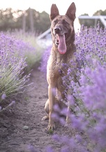VENEZIA, Hund, Deutscher Schäferhund in Ungarn - Bild 2