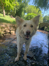 GIZA, Hund, Mischlingshund in Bulgarien - Bild 1