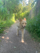 GIZA, Hund, Mischlingshund in Bulgarien - Bild 2